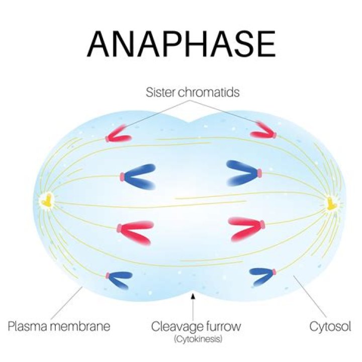Why is it vital for anaphase in mitosis to occur successfully?