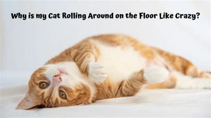 Why is my cat rolling around on the floor like crazy?
