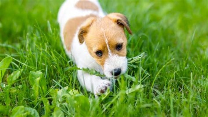 Why is my dog eating grass?
