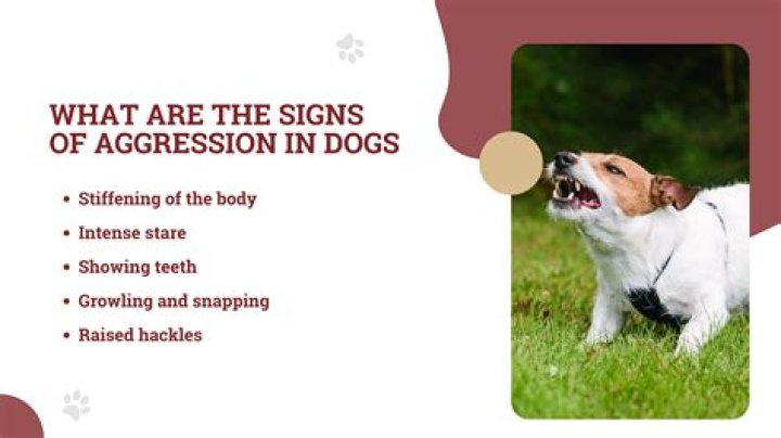 Why is my dog more aggressive with me than my husband?