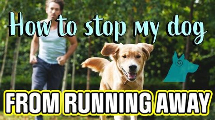 Why is my dog running away from me all of a sudden?