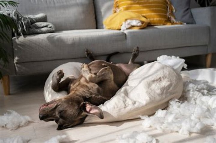 Why is my dog trying to dig on the couch?