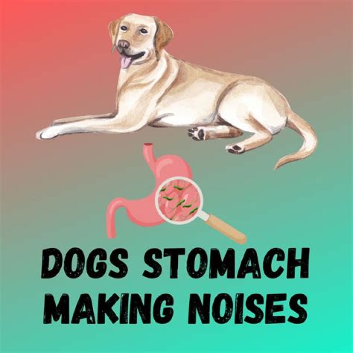Why is my dogs stomach making noises and not eating?