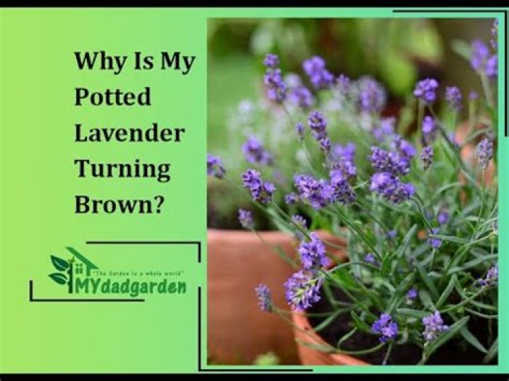Why is my lavender going brown?