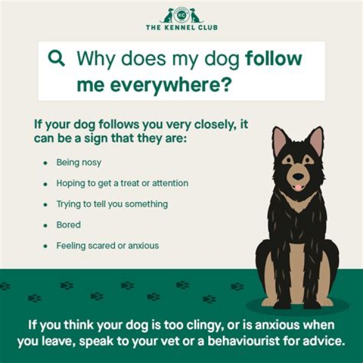 Why is my old dog following me everywhere suddenly?