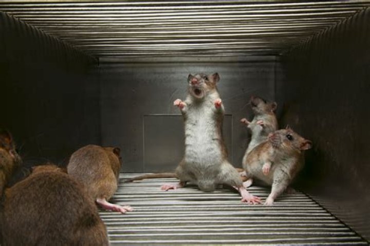 Why is my rat purring?