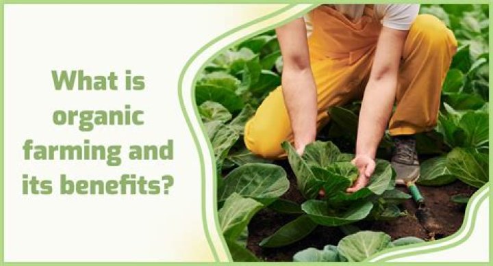Why is organic farming not better?