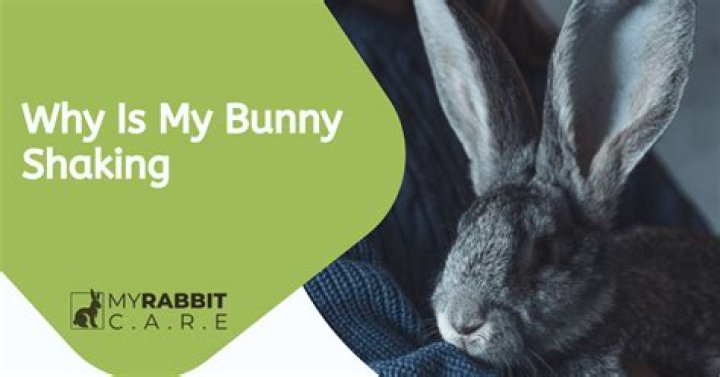 Why is the bunny shaking?