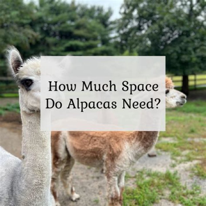Will alpacas eat weeds?