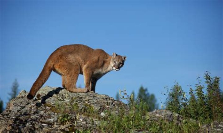 Will bear spray deter a mountain lion?