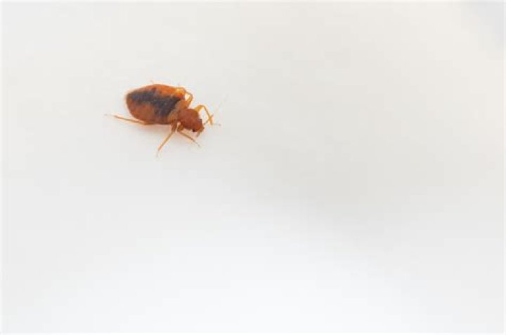 Will bed bugs jump on you?