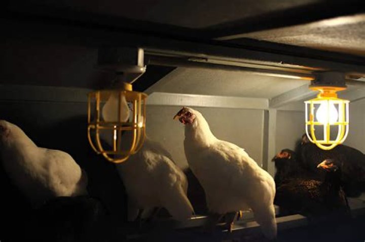 Will chickens return to coop at night?
