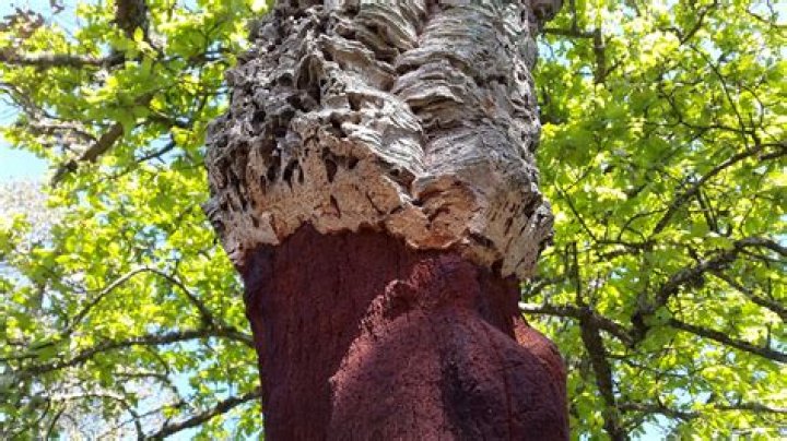 Will cork rot in water?