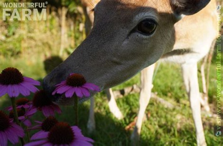Will deer eat purple sage?