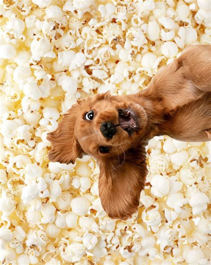 Will popcorn hurt dogs?