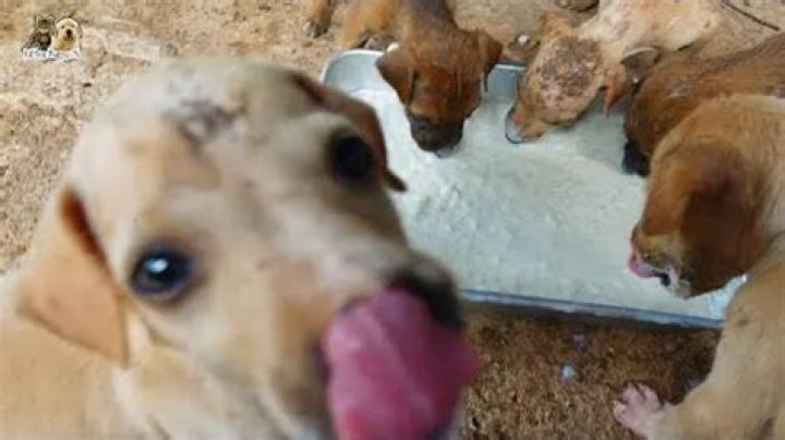 Will puppies cry when hungry?