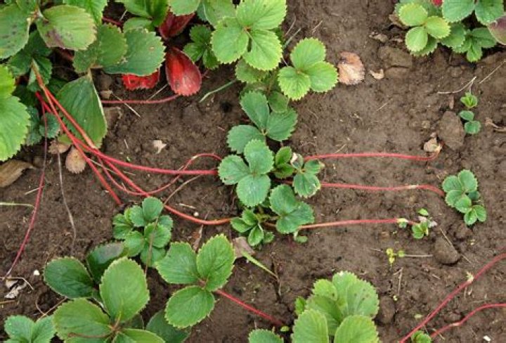 Will strawberry runners produce fruit?