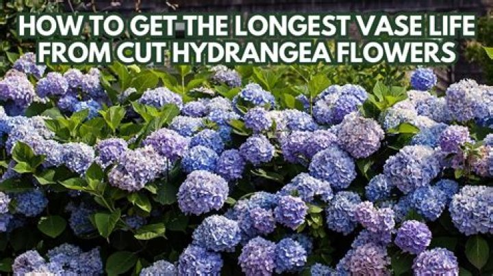 Will sugar prolong the life of cut flowers?