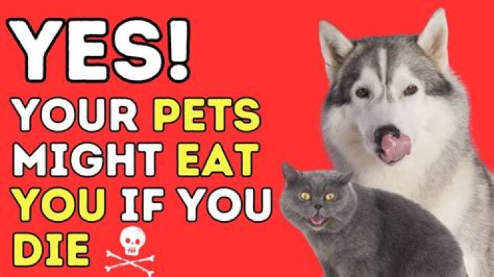 Will your dog eat you?