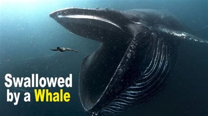 Would a whale spit you out?